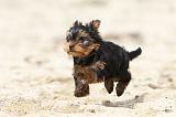YORKSHIRE TERRIER 056
